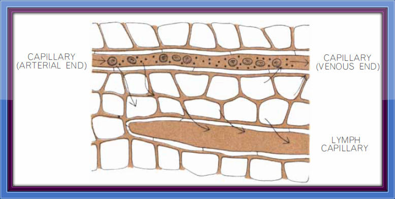 Diagram #1 - Starling's Hypothesis of Net Filtration