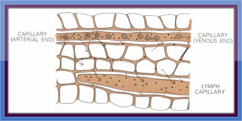 Diagram #2 - Present Net Filtration View